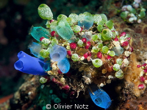 The diversity of the sea squirt was absolutely marvelous! by Olivier Notz 